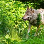 Tiere: Wolf darf im Kreis Helmstedt getötet werden
