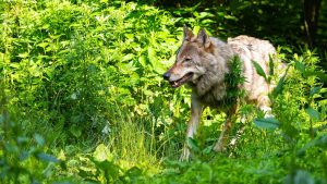 Tiere: Wolf darf im Kreis Helmstedt getötet werden