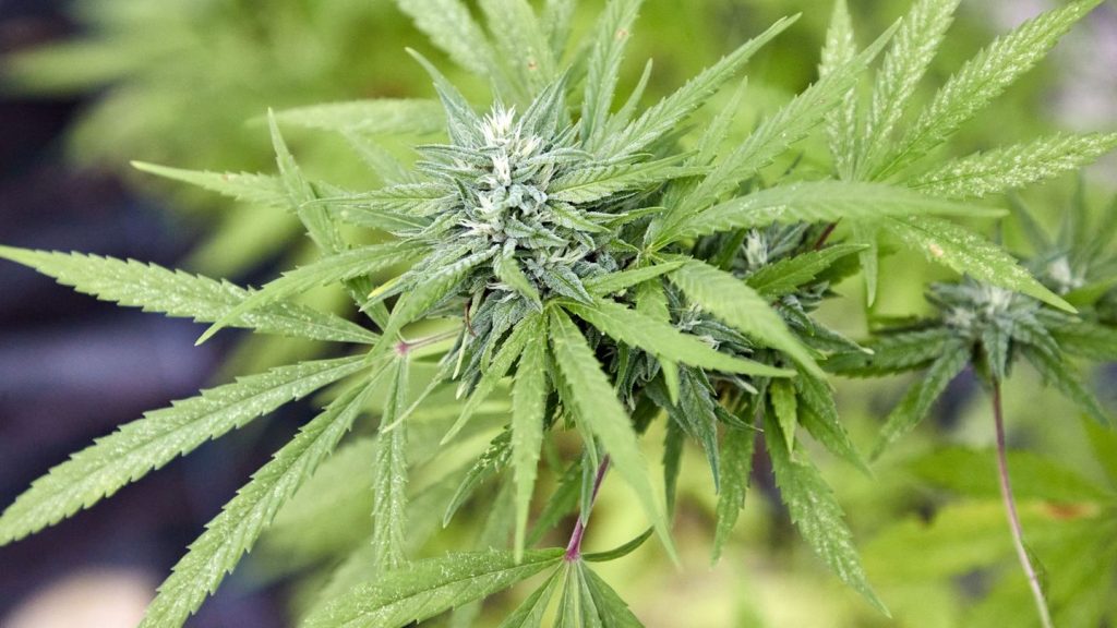 Festnahme: 17-Jähriger hat Marihuana-Aufzucht im Zimmer - Durchsuchung