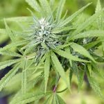 Festnahme: 17-Jähriger hat Marihuana-Aufzucht im Zimmer - Durchsuchung