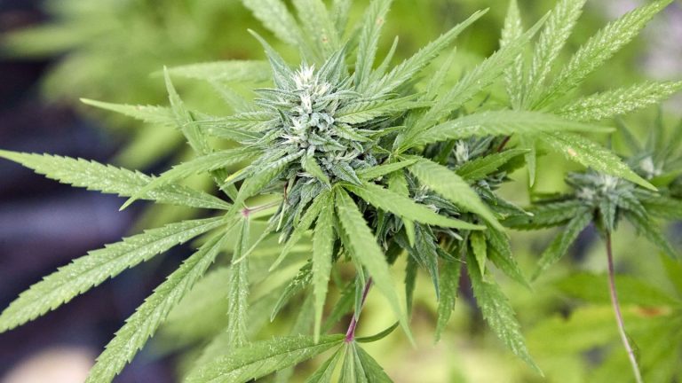 Festnahme: 17-Jähriger hat Marihuana-Aufzucht im Zimmer - Durchsuchung