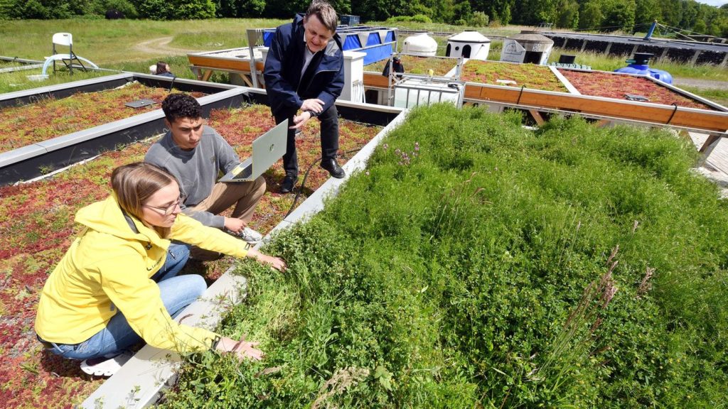 Gründächer fürs Stadtklima: Für besseres Stadtklima - Forscher beregnen Gründächer