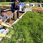 Gründächer fürs Stadtklima: Für besseres Stadtklima - Forscher beregnen Gründächer