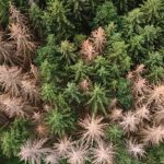 Waldbewirtschaftung: Fichtensterben: Hilfe für private Waldbesitzer in Thüringen