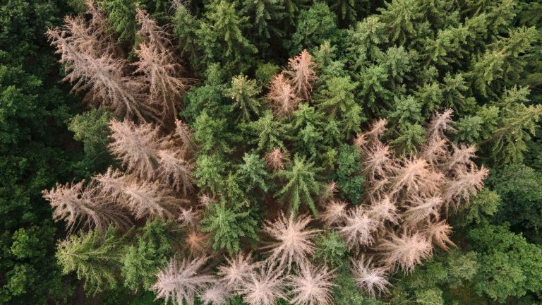 Waldbewirtschaftung: Fichtensterben: Hilfe für private Waldbesitzer in Thüringen