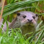 Tierschutz in Bayern: Fischereiverband klagt über Klagen gegen Fischotter-Tötung