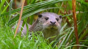Tierschutz in Bayern: Fischereiverband klagt über Klagen gegen Fischotter-Tötung