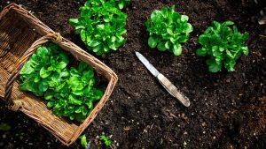 Pflanzen, pflegen, ernten: Feldsalat anbauen: Das sind die wichtigsten Schritte