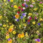 Insektenfreundlicher Garten: Wildblumenwiese anlegen und pflegen: So helfen Sie Bienen und Schmetterlingen