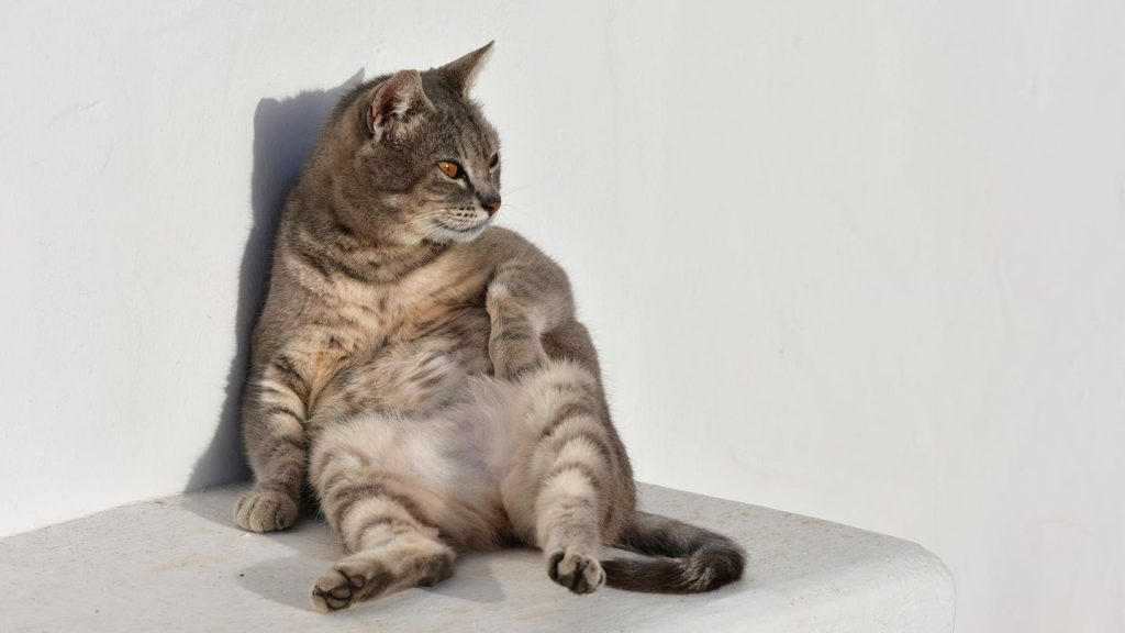 Anatomische Besonderheit: Katzen und ihr Schwabbelbauch – so wichtig ist die kleine Plauze