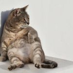Anatomische Besonderheit: Katzen und ihr Schwabbelbauch – so wichtig ist die kleine Plauze