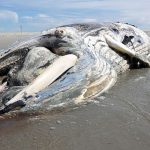 Sankt Peter-Ording : Toter Buckelwal an deutsche Küste gespült
