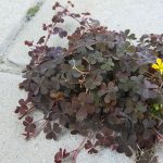 Hartnäckige Pflanze: Zwischen Pflastersteinen, im Blumenkübel oder auf dem Rasen: Was hilft gegen Sauerklee?