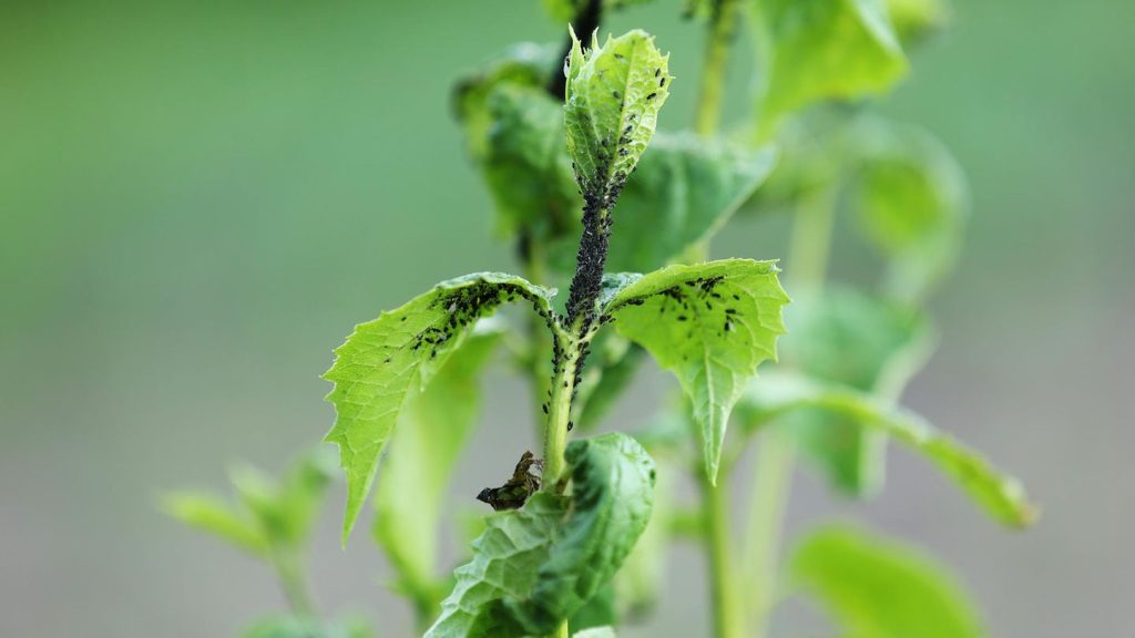 Das große Krabbeln: Diese Schädlinge leben in (fast) jedem Garten: Tipps zur Abwehr