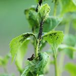 Das große Krabbeln: Diese Schädlinge leben in (fast) jedem Garten: Tipps zur Abwehr
