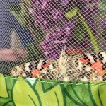Natur erleben: Schmetterlinge züchten: Von einer faszinierenden Metamorphose im Wohnzimmer