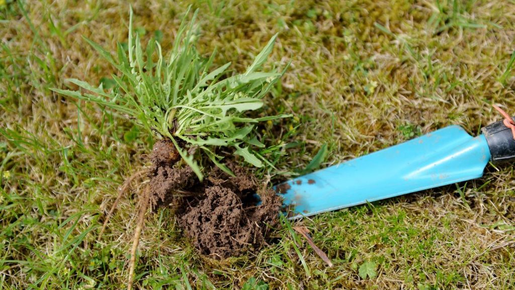 Gartenarbeit: Unkraut im Rasen: So stellen Sie Löwenzahn und Co. in den Schatten