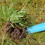 Gartenarbeit: Unkraut im Rasen: So stellen Sie Löwenzahn und Co. in den Schatten