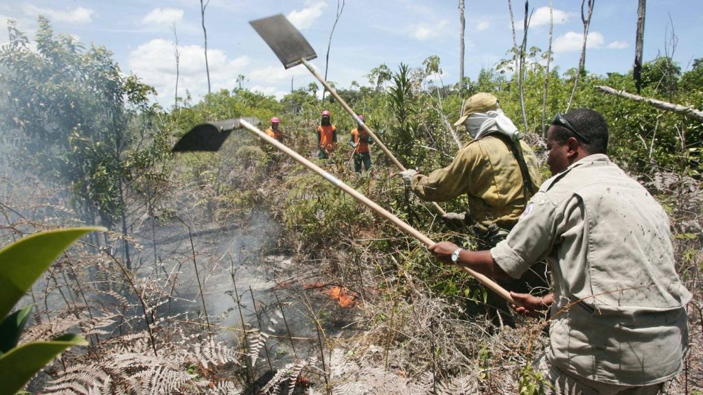 Rekordstand: 2024 wurden 18 Fußballfelder Urwald zerstört – und das minütlich