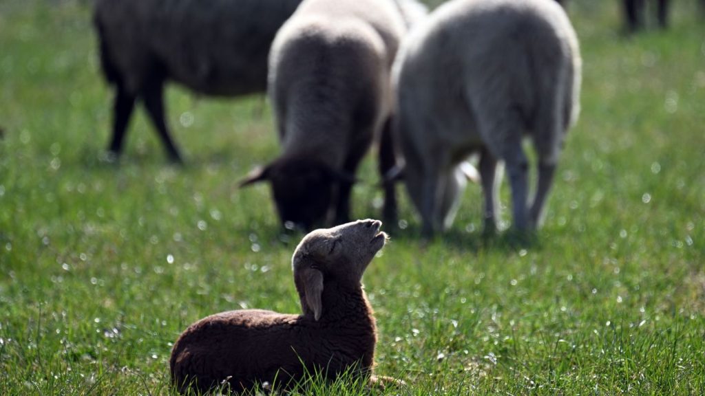 Tiere: Goldschakal reißt mehr als 70 Schafe und Lämmer auf Sylt