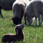 Tiere: Goldschakal reißt mehr als 70 Schafe und Lämmer auf Sylt
