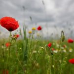 Wetter: Schauer und Gewitter in der nächsten Woche erwartet