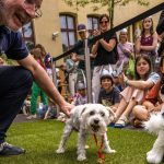 Asterix und Obelix: Idefix-Lookalike-Wettbewerb in Berliner Museum