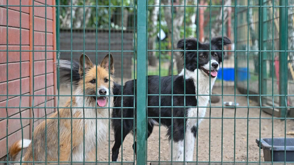 Tierwohl: Thüringer Tierschutzpreis ausgelobt - Vorschläge erwartet