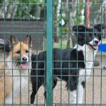 Tierwohl: Thüringer Tierschutzpreis ausgelobt - Vorschläge erwartet