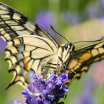 Naturschutz: Extreme Trockenheit macht Schmetterlingsarten zu schaffen