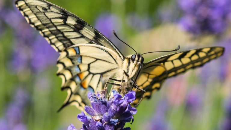 Naturschutz: Extreme Trockenheit macht Schmetterlingsarten zu schaffen