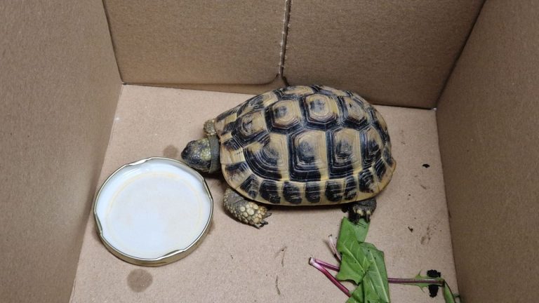 Tiere: Langsamer Ausreißer – schnelle Rückkehr