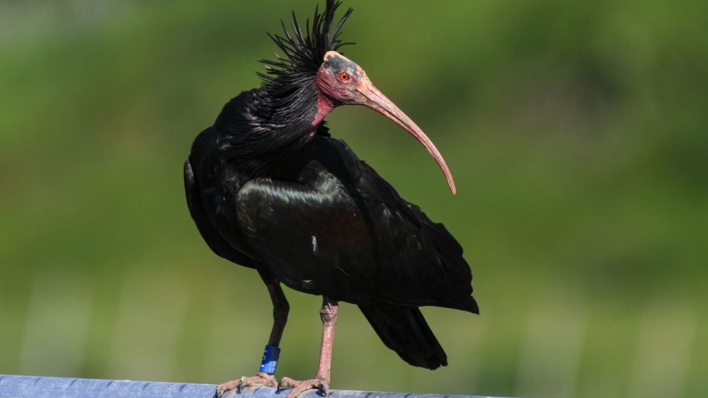 Auswilderung: Waldrapp-Weibchen kommt aus Spanien zurück