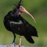 Auswilderung: Waldrapp-Weibchen kommt aus Spanien zurück