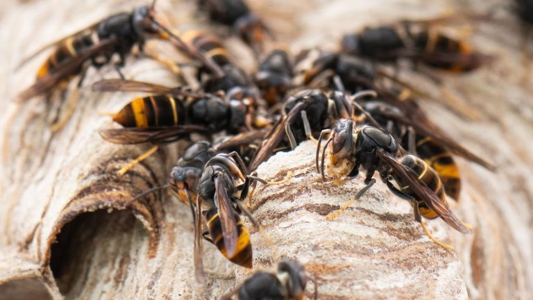 Invasive Art: Asiatische Hornissen auch in Schleswig-Holstein gesichtet