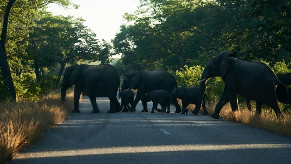 Simbabwe will dutzende Elefanten wegen stark wachsender Population töten