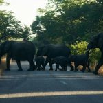 Simbabwe will dutzende Elefanten wegen stark wachsender Population töten