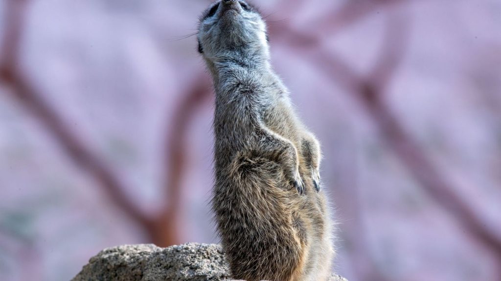 Tierbabys: Erdmännchen und Singschwäne mit Nachwuchs im Zoo Hoyerswerda