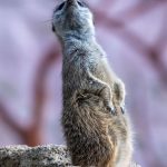 Tierbabys: Erdmännchen und Singschwäne mit Nachwuchs im Zoo Hoyerswerda