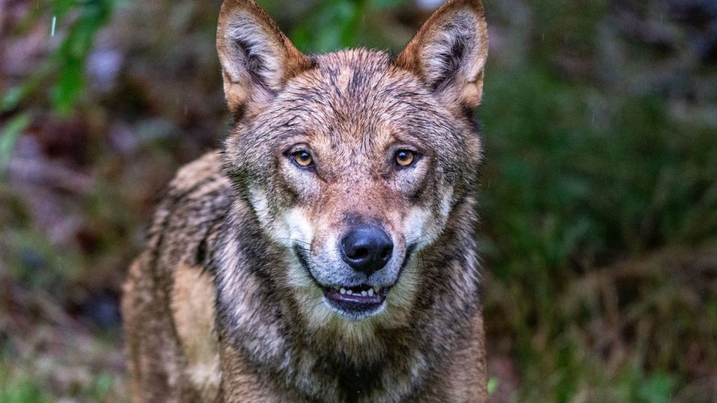 Umwelt: Koalitionsstreit um Wolfsabschuss schwelt weiter