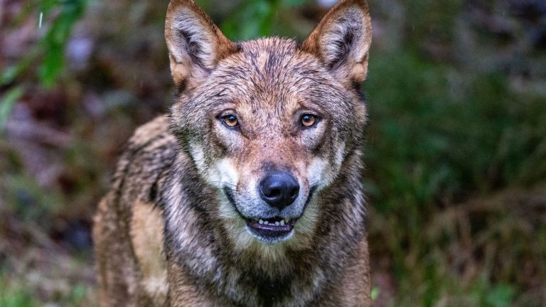 Umwelt: Koalitionsstreit um Wolfsabschuss schwelt weiter