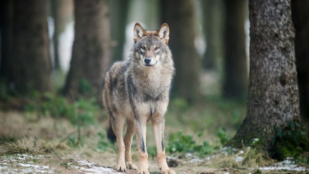 Tiere: Drahtschlingen als Fallen für Wölfe?