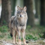 Tiere: Drahtschlingen als Fallen für Wölfe?
