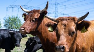Naturschutz: Am Bockwitzer See ist ein neuer Naturlehrpfad entstanden