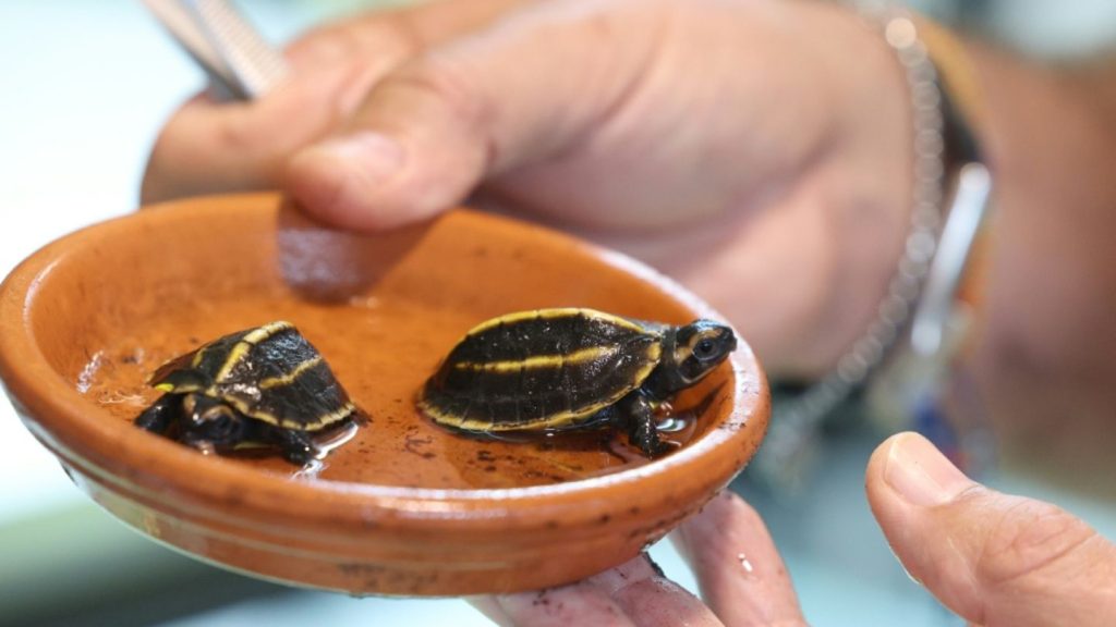 Zwei Exemplare einer vom Aussterben bedrohter Schildkröten-Art auf Korsika geschlüpft