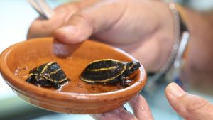 Zwei Exemplare einer vom Aussterben bedrohter Schildkröten-Art auf Korsika geschlüpft