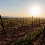 Wetter: Bald wieder trockener und wärmer an Rhein, Mosel und Saar