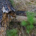 Wetter: Waldbrandgefahr in Brandenburg sinkt