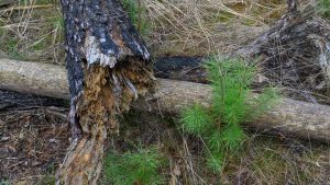 Wetter: Waldbrandgefahr in Brandenburg sinkt