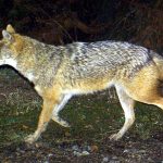 Tote Schafe: Sylter Schäfer bangen um ihre Lämmer